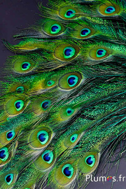 Paon bleu oeil-sabre - 25-35 cm - jade